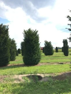 Grote Venijnboom (Taxus Baccata) -Groene Pracht 400450x 150 200 1