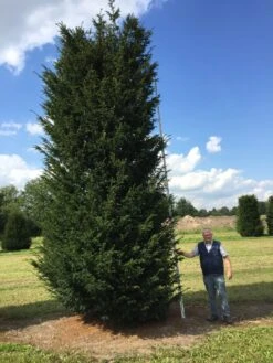 Grote Venijnboom (Taxus Baccata) -Groene Pracht 550600 x 175 200 1 2