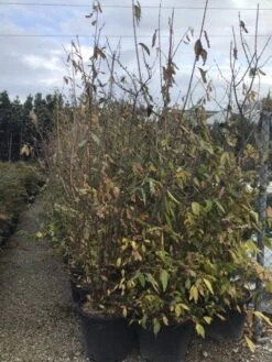 Winterzoet (Chimonanthus Praecox) 13 Winterzoet (Chimonanthus Praecox) -Groene Pracht 9