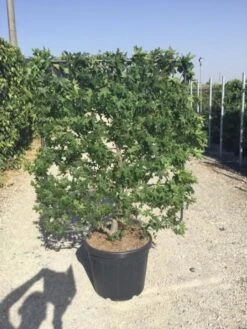 Amberboom Als Leivorm (Liquidambar Styraciflua) -Groene Pracht aaa