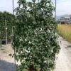 Amberboom Als Leivorm (Liquidambar Styraciflua) -Groene Pracht aaaa