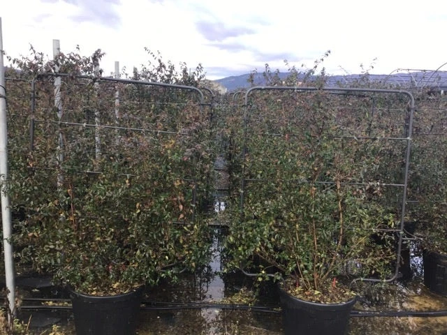 Abelia Op Rek (Abelia Grandiflora) 4 Abelia Op Rek (Abelia Grandiflora) - Afbeelding 2