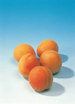 Abrikozenboom (Prunus Armeniaca 'Hongaarse') 7 Abrikozenboom (Prunus Armeniaca 'Hongaarse') -Groene Pracht abrikoos 1