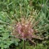 Sierui (Allium Schubertii) 1 Sierui (Allium Schubertii) -Groene Pracht allium schubertii4