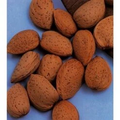 Amandelboom (Prunus Dulcis) 15 Amandelboom (Prunus Dulcis) -Groene Pracht amandelboom prunus dulcis robijn prunus dulcis robijn amandel 8f2