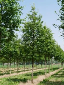 Krentenboom (Amelanchier Arborea 'Robin Hill') -Groene Pracht amelanchier arborea robin hill 25 30 oc 2