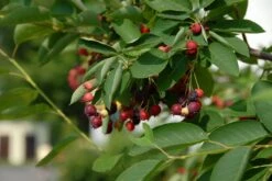 Krent Als Boom (Amelanchier Lamarckii) 8 Krent Als Boom (Amelanchier Lamarckii) -Groene Pracht amelanchier lamarckii bessen