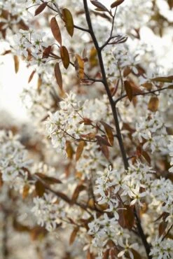 Meerstammige Krentenboom (Amelanchier Lamarckii) -Groene Pracht amelanchier lamarckii01