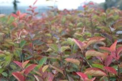 Krentenboom Als Struik (Amelanchier Lamarckii) 13 Krentenboom Als Struik (Amelanchier Lamarckii) -Groene Pracht amelanchier lamarckii 2 1