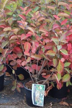 Krentenboom Als Struik (Amelanchier Lamarckii) 12 Krentenboom Als Struik (Amelanchier Lamarckii) -Groene Pracht amelanchier lamarckii 3 1