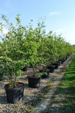 Meerstammige Krentenboom (Amelanchier Lamarckii) -Groene Pracht amelanchierlammarckii01