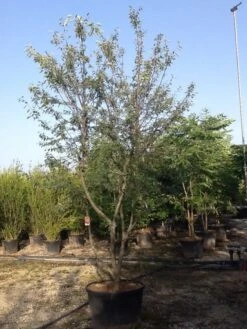 Meerstammige Krentenboom (Amelanchier Lamarckii) -Groene Pracht amelanchierlammarckii04