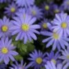 Echte Bosanemoon (Anemone Blanda 'Blue Shades') 1 Echte Bosanemoon (Anemone Blanda 'Blue Shades') -Groene Pracht anemone blanda blueshades2