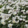 Anemoon (Anemone Blanda 'White Splendour')