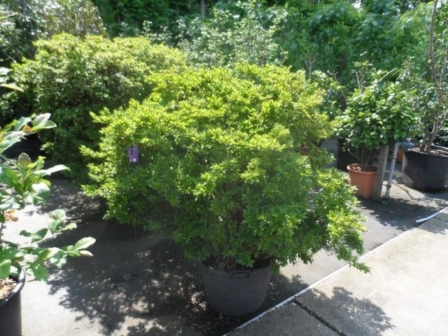 Japanse Azalea (Rhododendron 'Madame Van Hecke') 4 Japanse Azalea (Rhododendron 'Madame Van Hecke') - Afbeelding 2