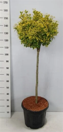 Kardinaalshoed Op Stam (Euonymus Japonicus 'Aureus') -Groene Pracht bc88a2ba3e99a73a1f95554f396bcc6d