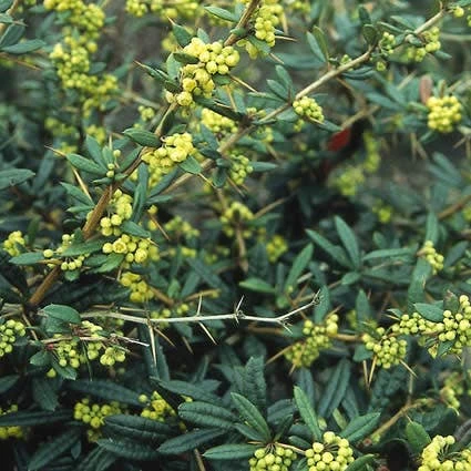 Zuurbes (Berberis Julianae) 4 Zuurbes (Berberis Julianae) - Afbeelding 2
