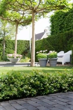 BerryBux Blauwe Bes (Vaccinium Angustifolium ’BerryBux') 11 BerryBux Blauwe Bes (Vaccinium Angustifolium ’BerryBux') -Groene Pracht berrybux heg bloei hr 4095 1