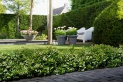 BerryBux Blauwe Bes (Vaccinium Angustifolium ’BerryBux') 10 BerryBux Blauwe Bes (Vaccinium Angustifolium ’BerryBux') -Groene Pracht berrybux heg bloei hr 4057 1