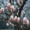 Beverboom (Magnolia Soulangeana Als Boom) -Groene Pracht beverboom magnolia soulangeana 507 644