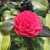 Camelia Als Leivorm (Camellia Japonica 'Black Lace') 1 Camelia Als Leivorm (Camellia Japonica 'Black Lace') -Groene Pracht blacklace