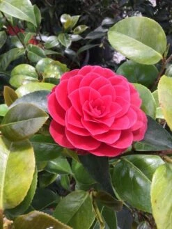 Camelia Als Leivorm (Camellia Japonica 'Black Lace')