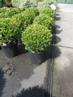 Buxus Meeneemhaag (Buxus Microphylla 'Faulkner') 7 Buxus Meeneemhaag (Buxus Microphylla 'Faulkner') -Groene Pracht buxus microphylla faulkner bol 25 30