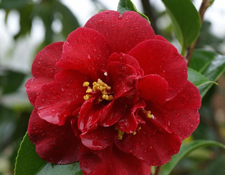 Camelia Als Leivorm (Camellia Japonica 'Doctor Burnside') 3 Camelia Als Leivorm (Camellia Japonica 'Doctor Burnside')