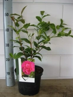 Camelia Als Leivorm (Camellia 'Debbie') 5 Camelia Als Leivorm (Camellia 'Debbie') -Groene Pracht camelia debbie c3 20 08 2018