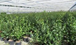 Camelia (Camellia 'Debbie') 17 Camelia (Camellia 'Debbie') -Groene Pracht camellia 4