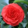 Camellia (Camellia Japonica 'Black Lace') 2 Camellia (Camellia Japonica 'Black Lace') -Groene Pracht camellia black lace