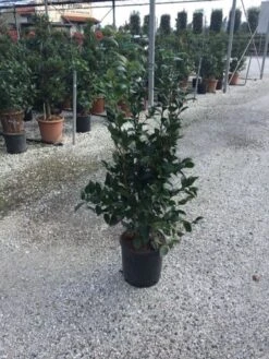 Camellia (Camellia Japonica 'Black Lace') 17 Camellia (Camellia Japonica 'Black Lace') -Groene Pracht camellia black lace c12
