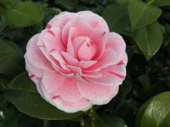 Camelia (Camellia Japonica 'Bonomiana') 8 Camelia (Camellia Japonica 'Bonomiana') -Groene Pracht camellia bonomiana