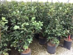 Camellia (Camellia Japonica 'Black Lace') 18 Camellia (Camellia Japonica 'Black Lace') -Groene Pracht camellia c12 2