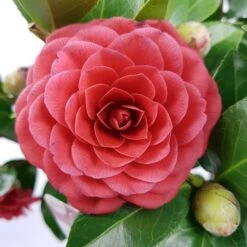 Camellia (Camellia Japonica 'Black Lace') 12 Camellia (Camellia Japonica 'Black Lace') -Groene Pracht camellia jap. black lace p15 premium 1