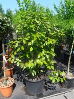 Camelia Als Leivorm (Camellia Japonica) 14 Camelia Als Leivorm (Camellia Japonica) -Groene Pracht camellia japonica 125 150 175 c50