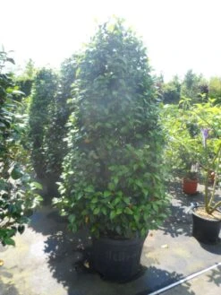 Camelia (Camellia, Wit) 16 Camelia (Camellia, Wit) -Groene Pracht camellia japonica 175 200