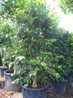 Camelia Als Leivorm (Camellia Japonica) 15 Camelia Als Leivorm (Camellia Japonica) -Groene Pracht camellia japonica 200 250 300 cont