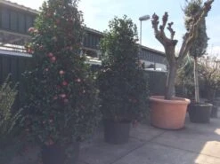 Camelia (Camellia, Rose) 21 Camelia (Camellia, Rose) -Groene Pracht camellia japonica 200 250 300 extra 1