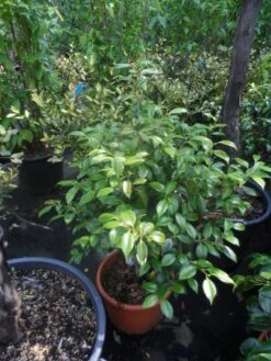 Camelia (Camellia, Rood) 22 Camelia (Camellia, Rood) -Groene Pracht camellia japonica 60 80 c20 25