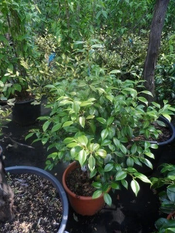 Camelia (Camellia 'Debbie') 4 Camelia (Camellia 'Debbie') - Afbeelding 2