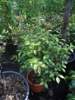 Camelia (Camellia, Rose) 20 Camelia (Camellia, Rose) -Groene Pracht camellia japonica 60 80 c20 25 1 2