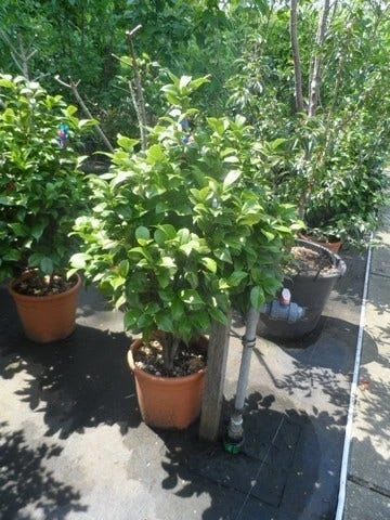 Camelia (Camellia, Wit) 10 Camelia (Camellia, Wit) - Afbeelding 8