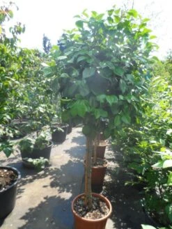 Camelia Op Stam (Camellia Japonica) -Groene Pracht camellia japonica halfstam c35 50