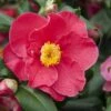 Camelia (Camellia Japonica 'San Dimas') 2 Camelia (Camellia Japonica 'San Dimas') -Groene Pracht camellia japonica red