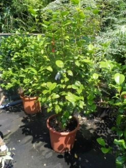 Camelia (Camellia, Rood) 23 Camelia (Camellia, Rood) -Groene Pracht camellia japonica wit 80 100 125