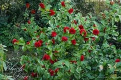 Camellia (Camellia Japonica 'Black Lace') 13 Camellia (Camellia Japonica 'Black Lace') -Groene Pracht camellia ret. black lace 1