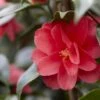 Camelia (Camellia Reticulata 'Mary Williams') 2 Camelia (Camellia Reticulata 'Mary Williams') -Groene Pracht camellia reticulata mary williams