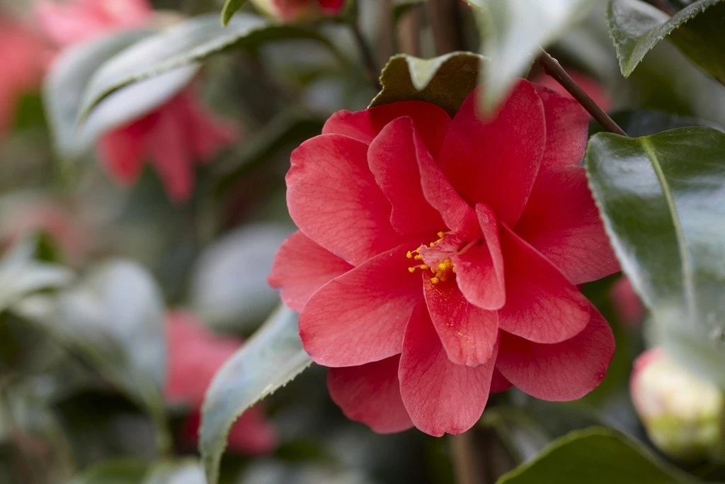 Camelia (Camellia Reticulata 'Mary Williams') 3 Camelia (Camellia Reticulata 'Mary Williams')