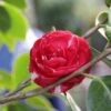 Camelia (Camellia, Rood) 2 Camelia (Camellia, Rood) -Groene Pracht camellia rood